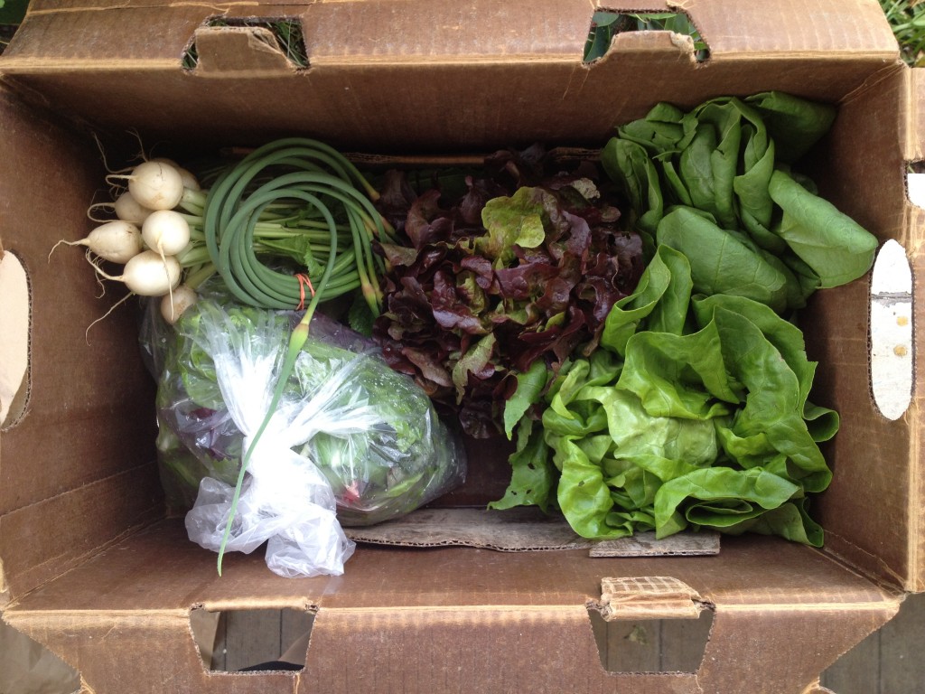 CSA inside box