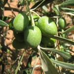 Olive bunch in the tree