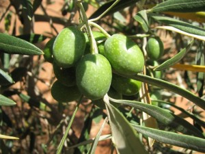 Olive bunch in the tree