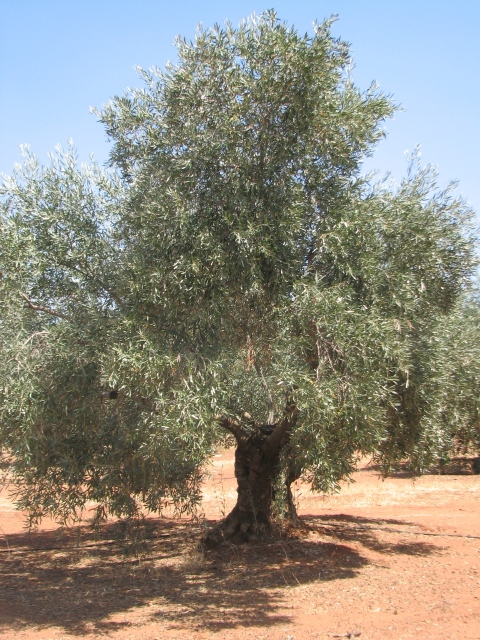 Olive tree