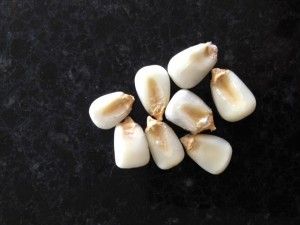 8 kernels of dried white hominy