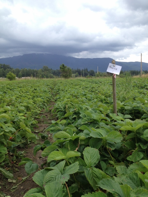 Looking down a row of strawberries with a sign indicating Honey Eye variety