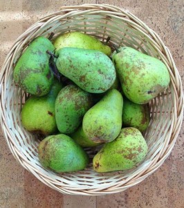 Basket of pears