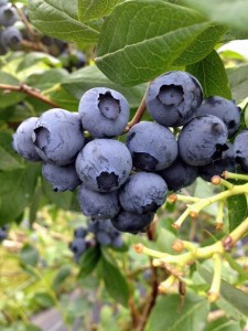 Blueberries on bush