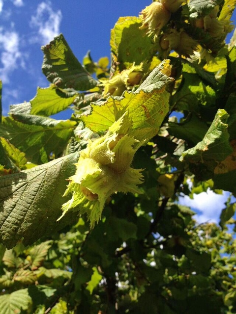 Hazelnut growing on a tree