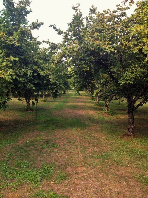 Hazelnut trees