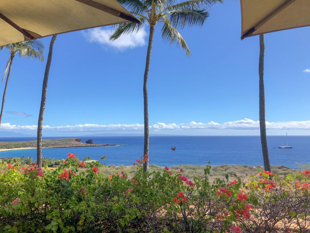 View of palm trees and the ocean