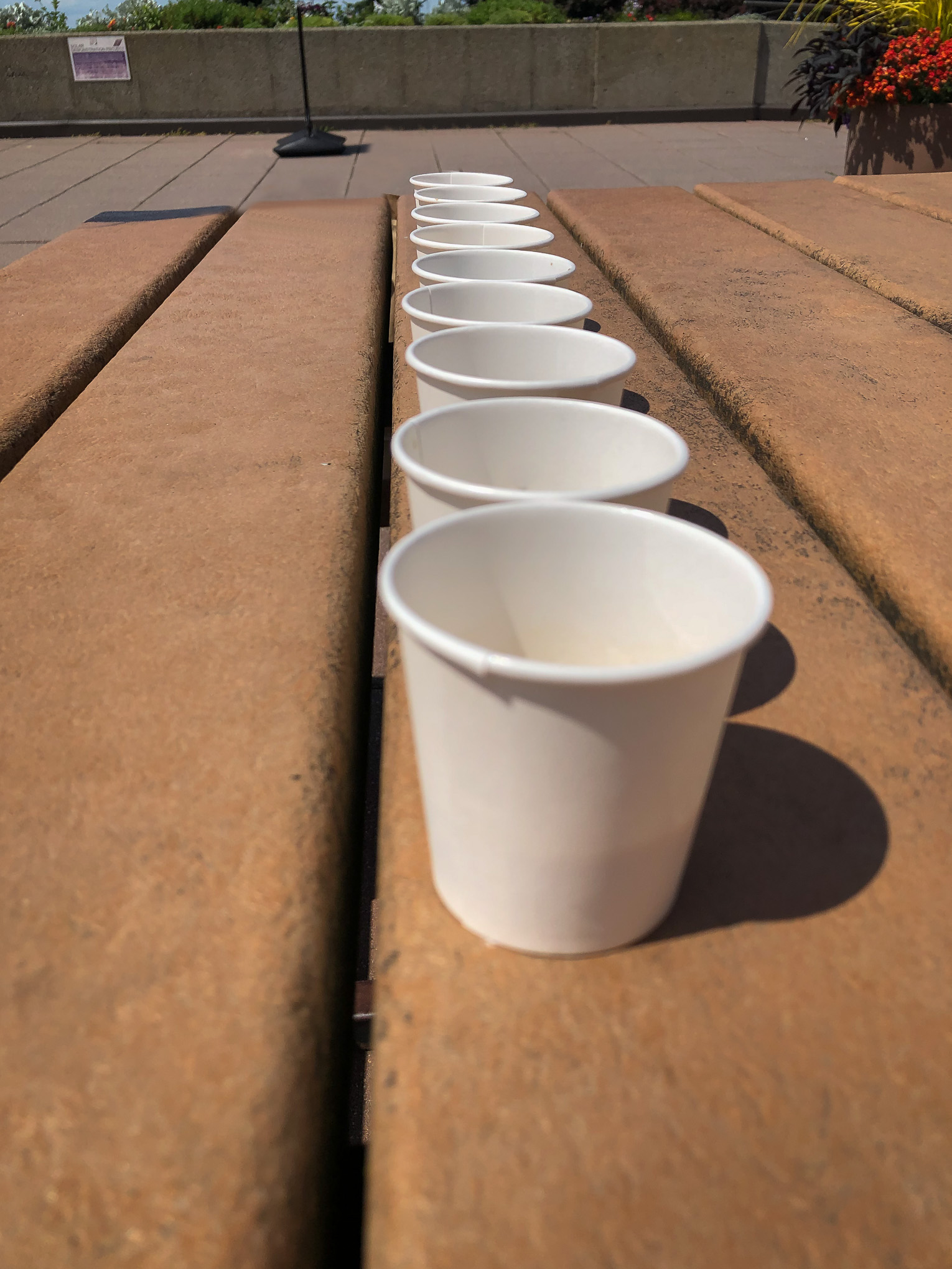 Line of paper cups on a picnic table