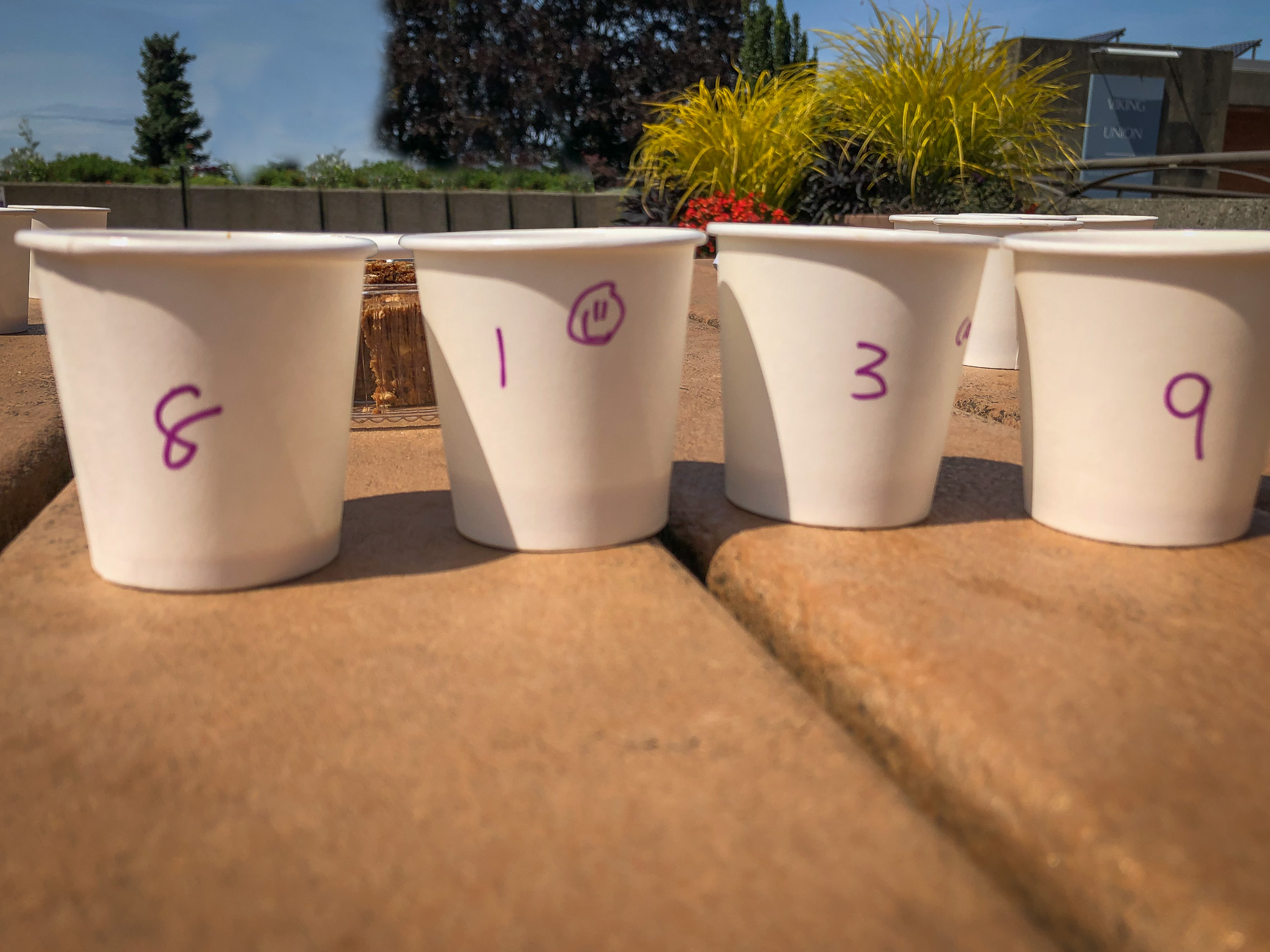 Numbered paper cups on a picnic table