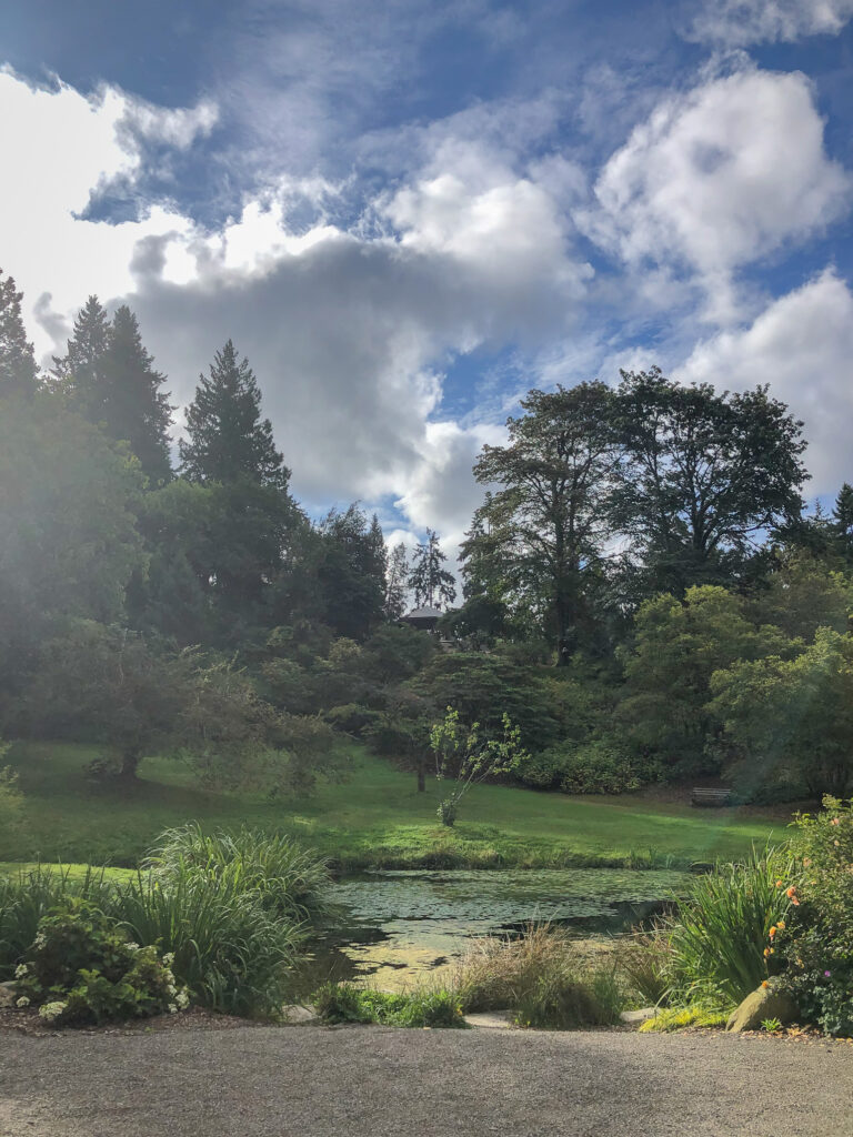 Pond and trees